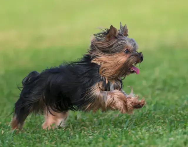 Si un yorkshire adulto ya es pequeño, ¡imagínate un cachorro!
