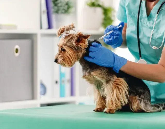 Debido a su tamaño, los perros Yorkshire pueden ser más propensos a sufrir problemas ortopédicos
