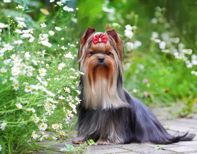 Es importante cepillar el pelaje del perro Yorkshire a diario para mantenerlo sano