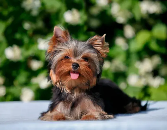 Un Yorkshire bebé es muy pequeño y necesita una atención especial