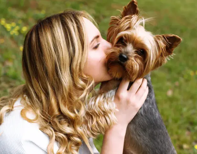 La raza de perro Yorkshire es extremadamente cariñosa y afectuosa, le encanta estar cerca de sus tutores