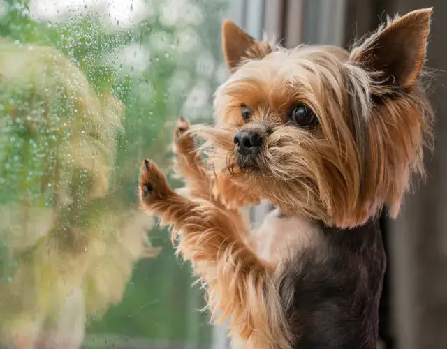 Toda esta energía presente en el perro Yorkshire necesita ser apagada a través de una rutina de ejercicio regular