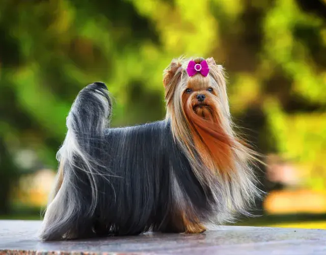 El perro Yorkshire forma parte del grupo de los Terrier y es ideal para familias con niños