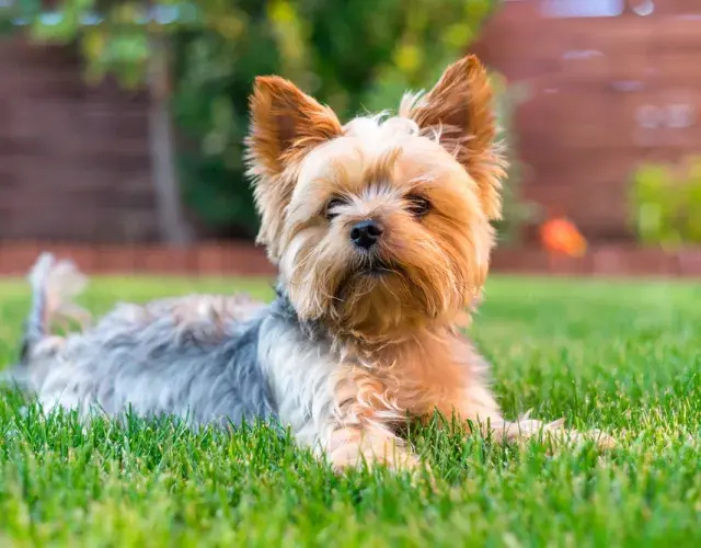Si quieres tener un perro Yorkshire, el precio puede variar en función del tamaño