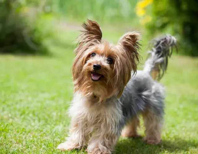 Para definir al Yorkshire, las orejas del cachorro, orientadas hacia arriba, son un rasgo definitorio