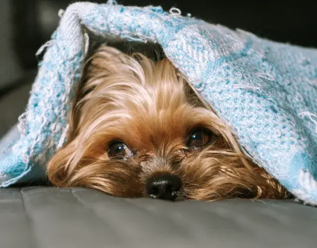 La cola del Yorkshire cachorro suele ser pequeña y se convierte en mediana cuando es adulto