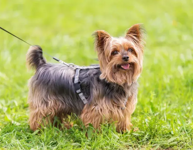 A medida que el cachorro de Yorkshire crece, es posible notar los matices amarillentos del pelaje, ya que los tonos se aclaran