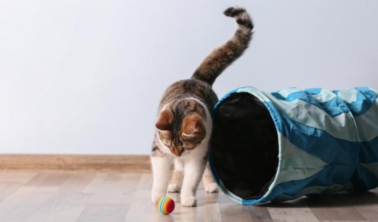 Comportamiento-gato_0