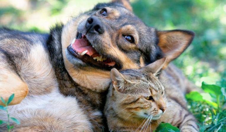 Imagen de categoría Cuidado animal