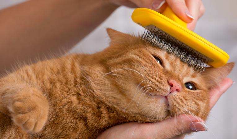 Cuidado-gato_0