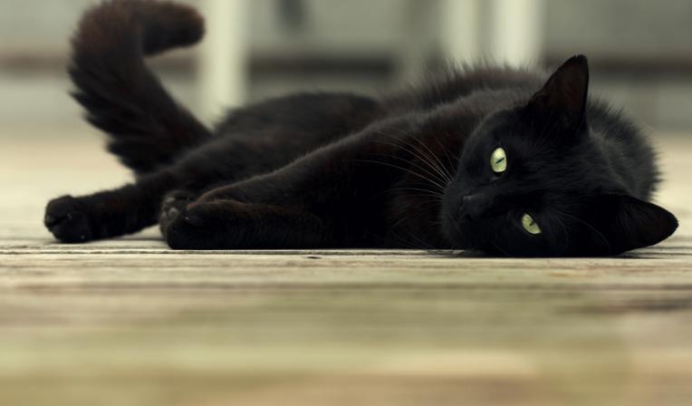 Gato-adulto_0