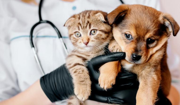 Imagen de categoría Salud animal