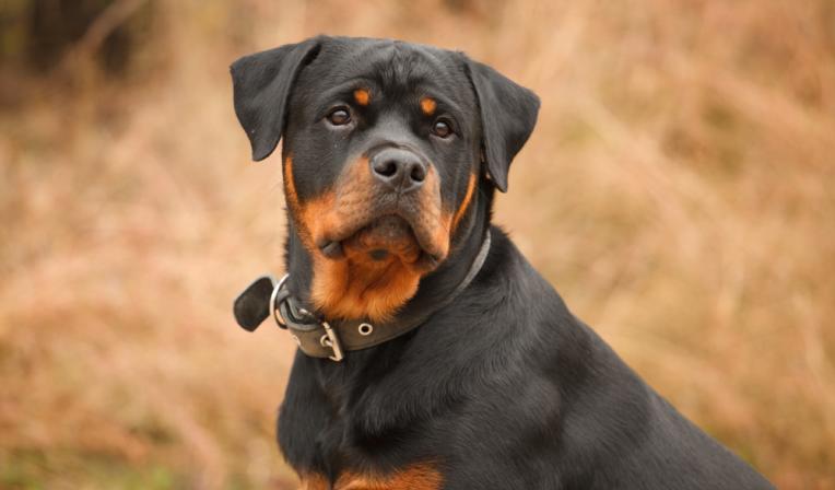 perro-grande