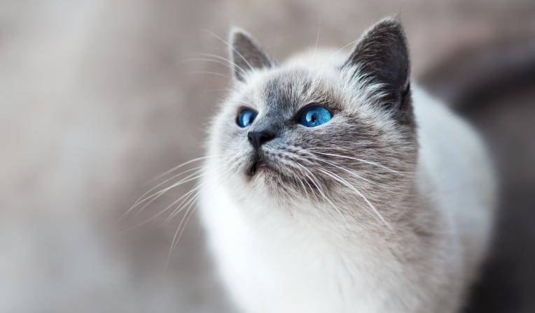 gato senior_0