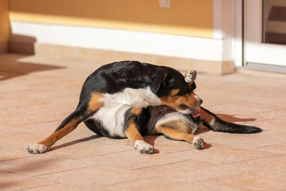 El perro se lame de madrugada