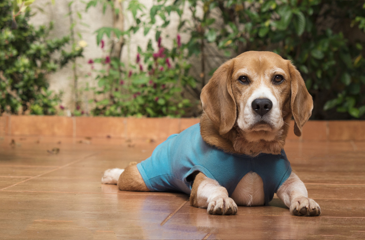 Cachorro com roupa cirúrgica