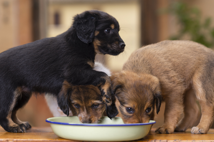 filhotes de cachorro se alimentando de ração