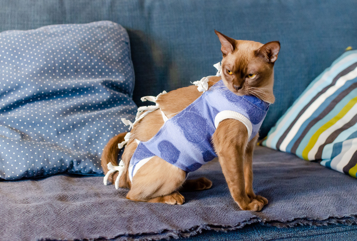 gato de roupa cirúrgica