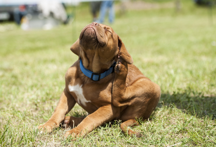 cachorro se coçando na grama