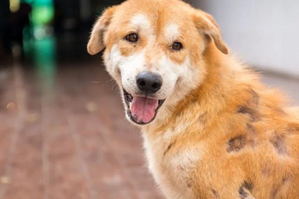 Heridas en perros