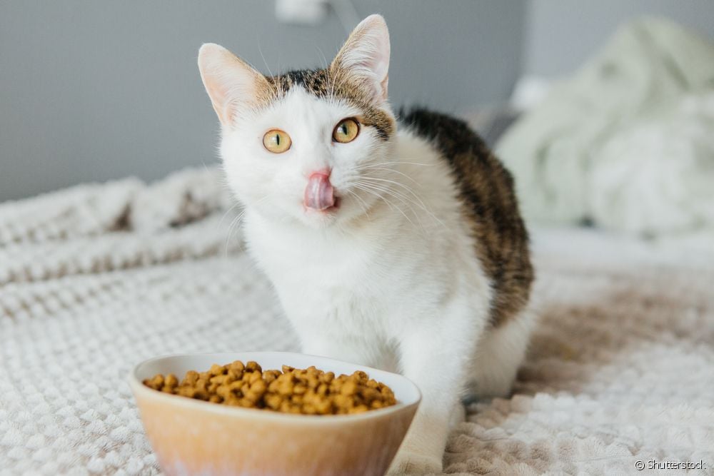 Alimento para gatos con problemas renales