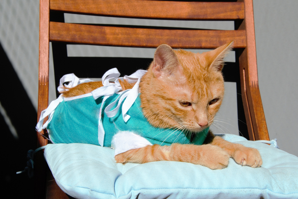 Anticonceptivo para gatos