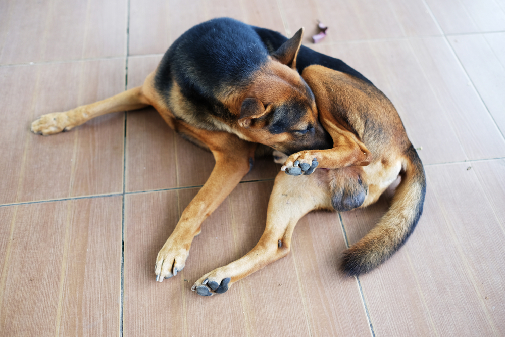 Balanopostite canina