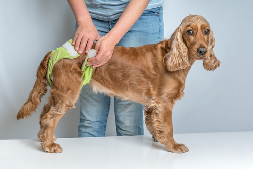 cachorra em seu período menstrual de fralda