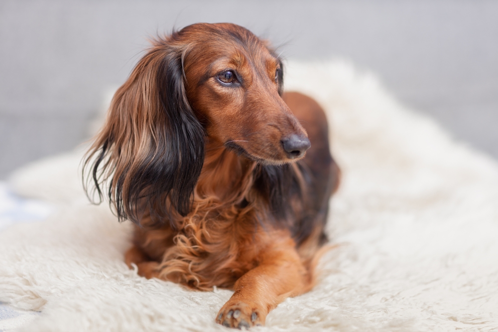 Dachshund