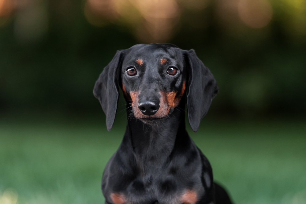 Dachshund