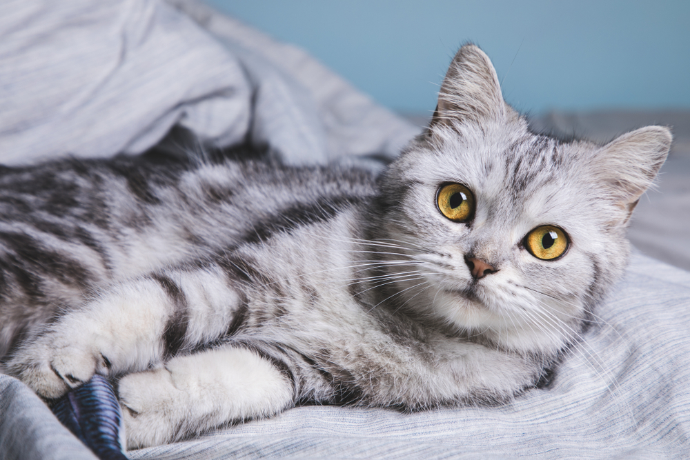 Gato gris American Shorthair