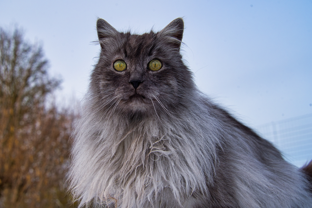 Gato gris Angora