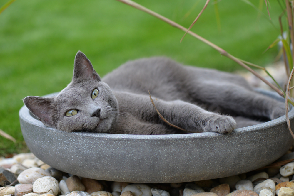 Gato gris Azul Ruso
