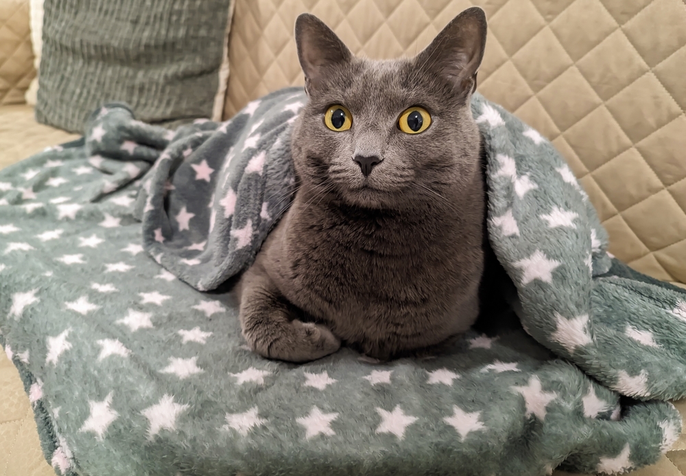 Gato gris Chartreux