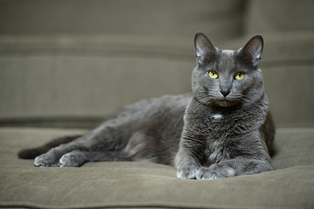 Gato gris Korat