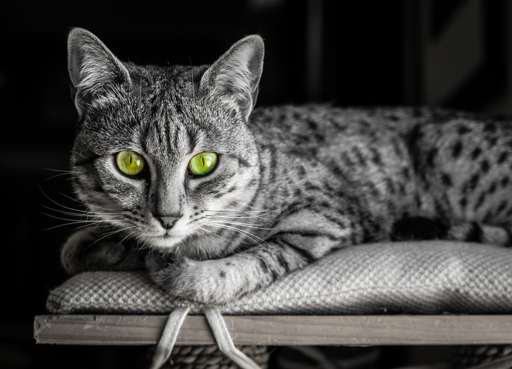 Gato gris Mau Egipcio