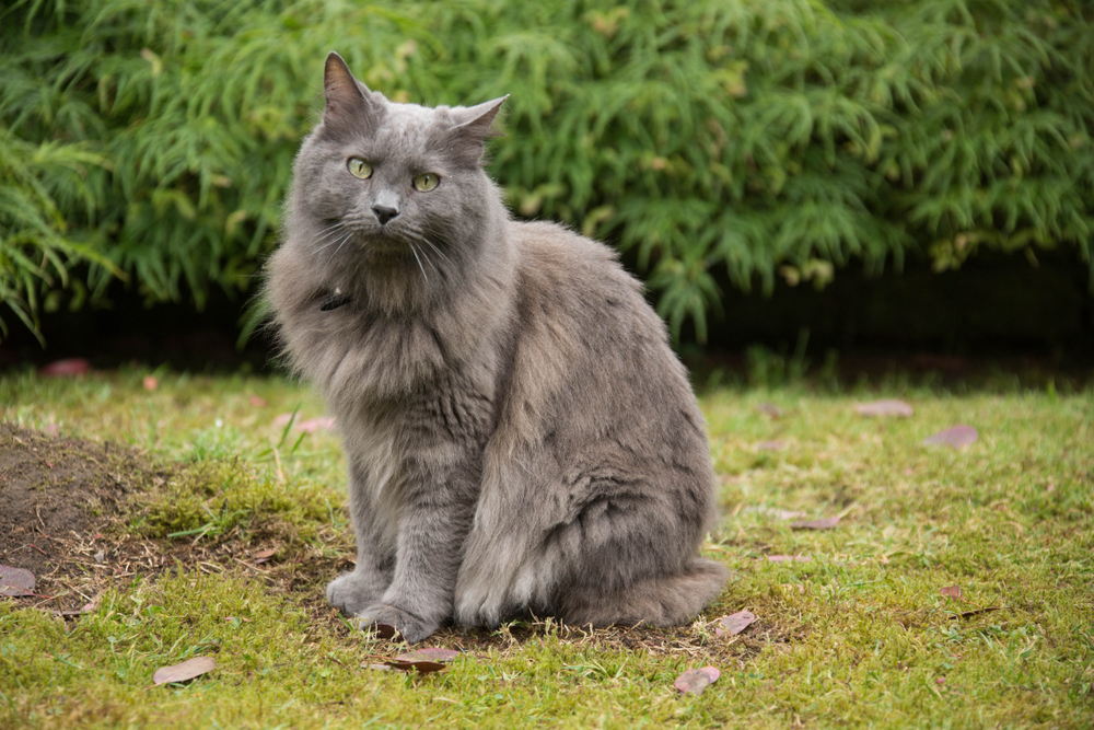 Gato gris Nebelung