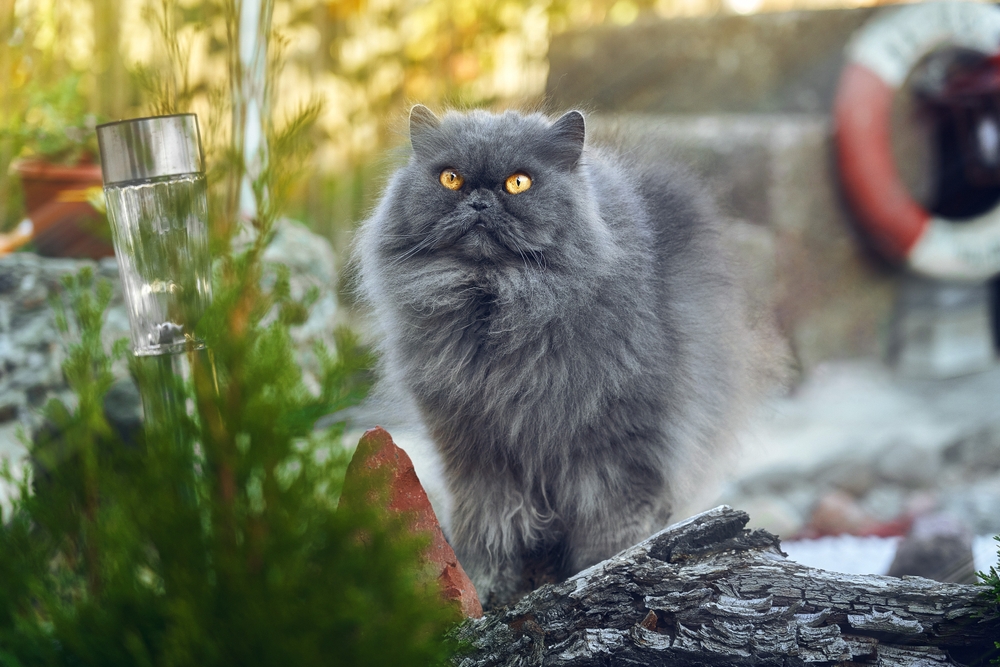 Gato gris Persa