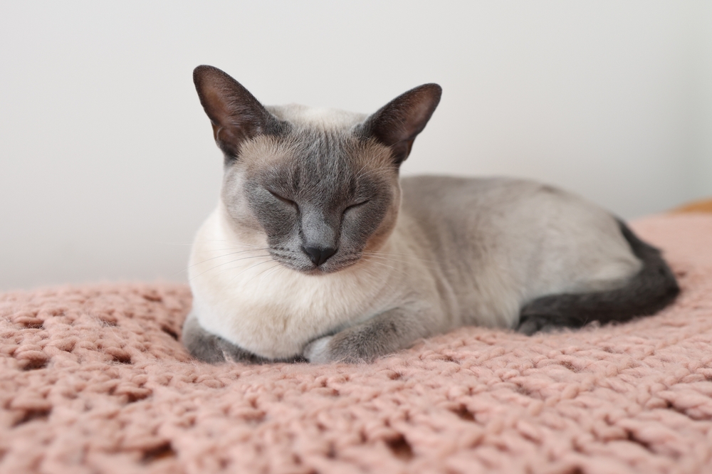 Gato gris Siames