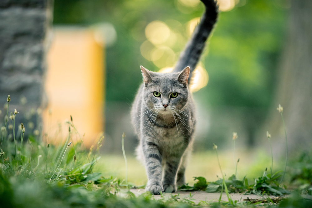 Gato gris