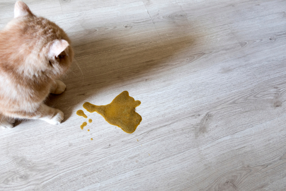 Gato vomita ración