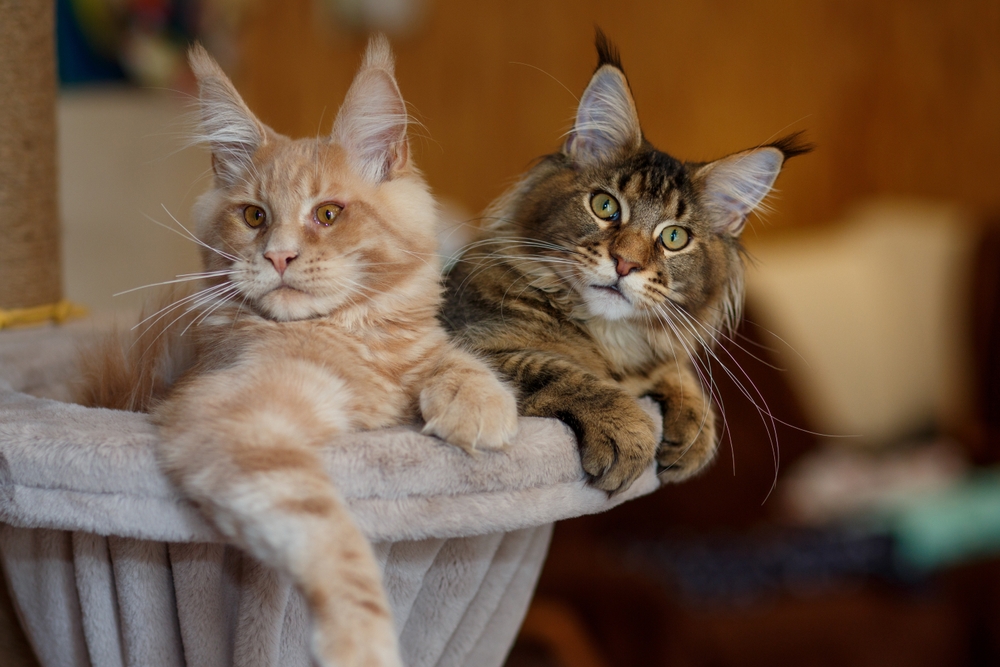 Maine Coon