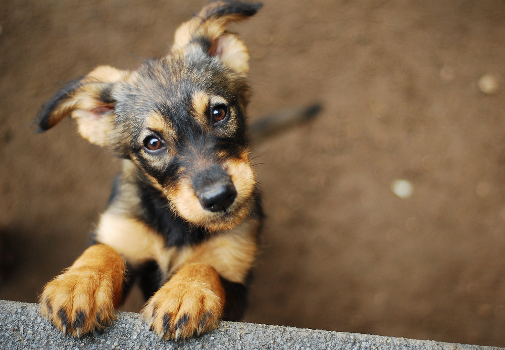 Nombre de perro macho
