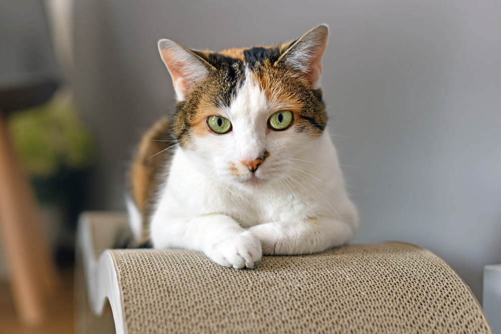 Nombres para gatas