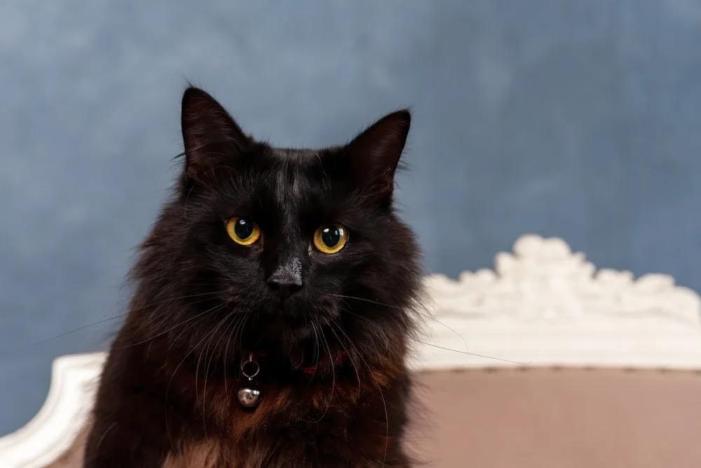 Nombres para gatos