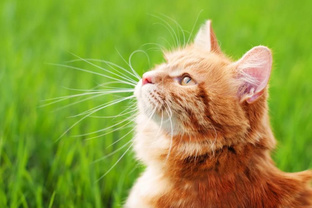 Nombres para gatos