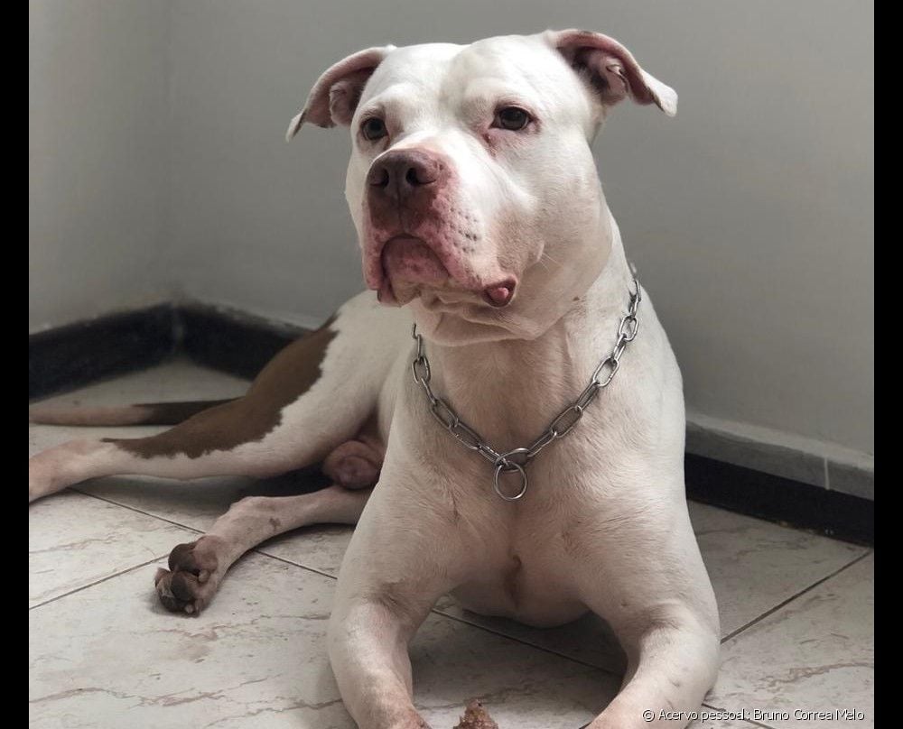 Pitbull Odin adestrado
