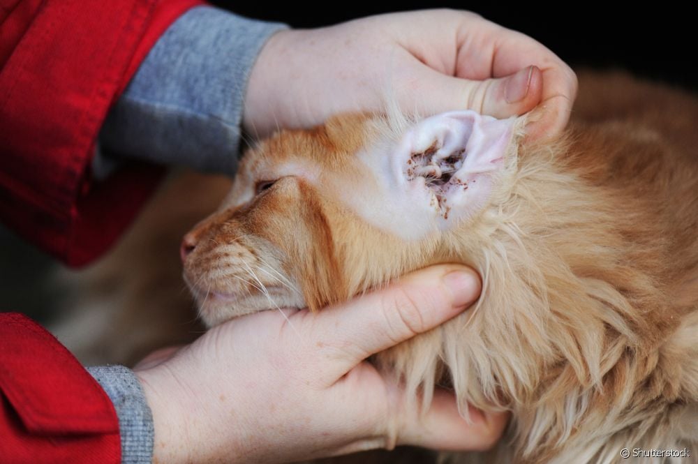 Otitis en gatos
