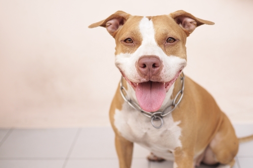 pitbull fofo rindo