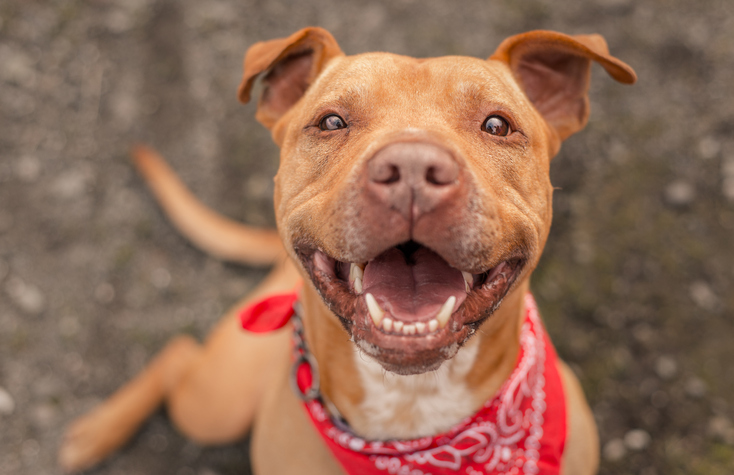 Pitbull sorrindo para a foto